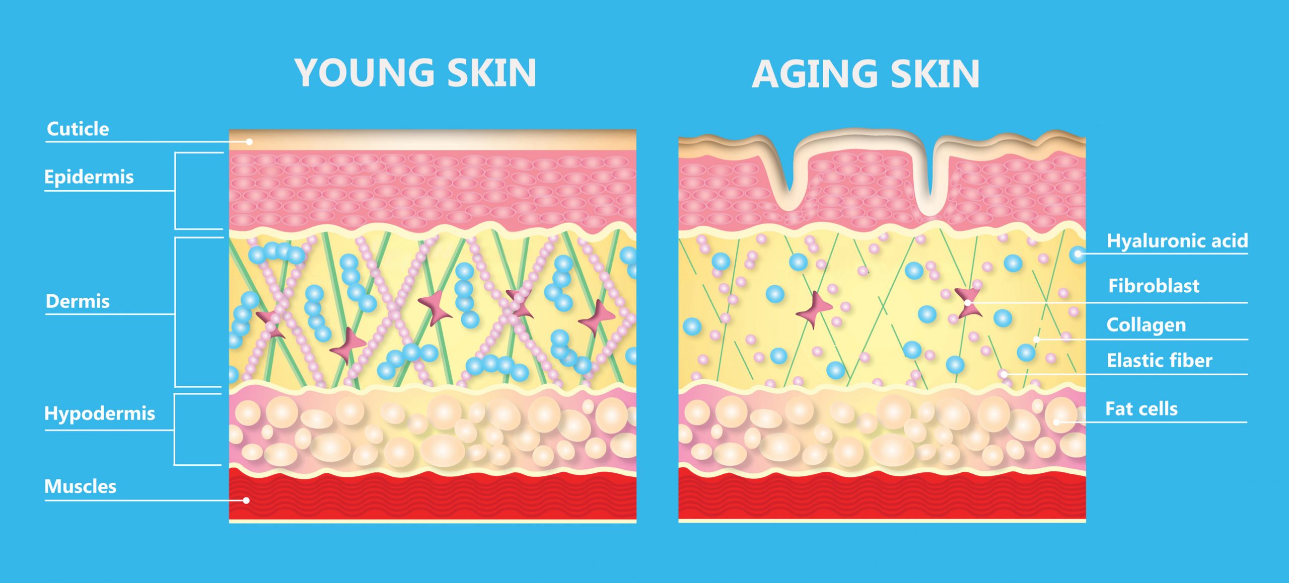 Anti Aging Treatments Singapore Bio Aesthetic Laser Clinic BA Clinic